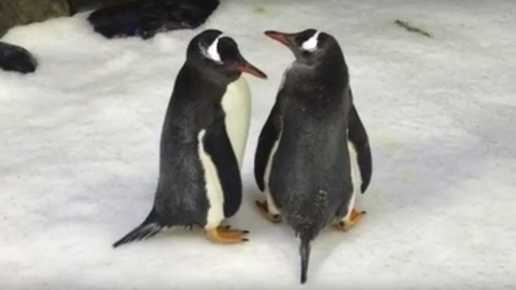 Birlikte kuluçkaya yatan eşcinsel penguenler internette viral oldu