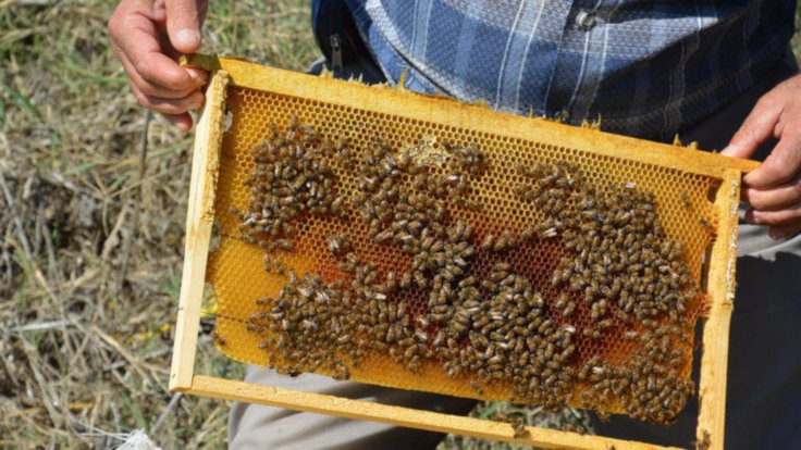 'Yasak ilaç 200 bin kovan arıyı yok etti'