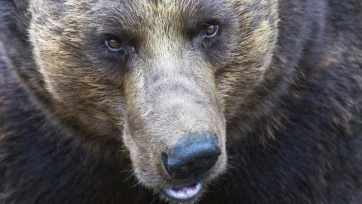 15 yaşındaki çocuk ayıya karşı kuzenini korumak için kendini feda etti