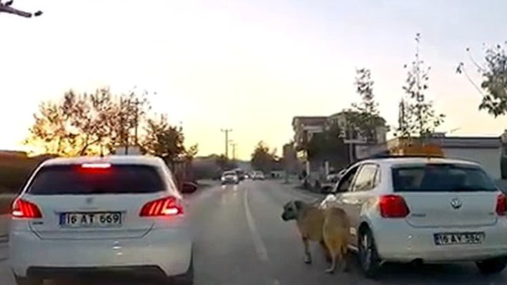 Otomobiline bağladığı köpeği dakikalarca aracın yanında sürükledi