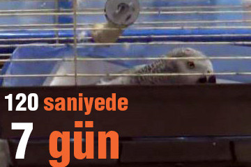 120 saniyede 7 gün