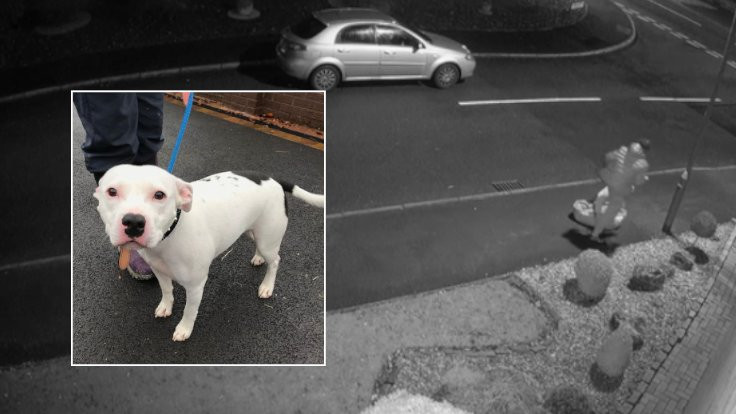 Sokağa terk edilen köpek güvenlik kameralarına yansıdı