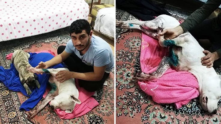 İzmir'de bir köpeğe satırla saldırıldı