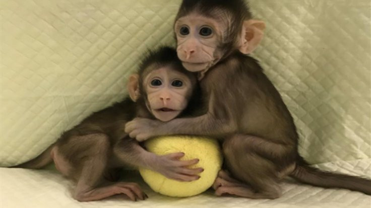 Genetiği değiştirilmiş primat ilk kez klonlandı