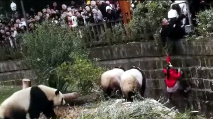 Küçük kız pandaların olduğu kafese düştü