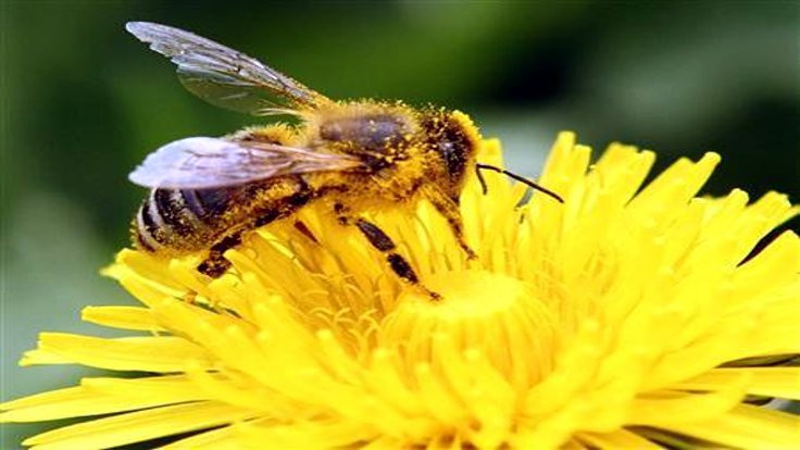 Arılar toplama ve çıkarma işlemi yapabiliyor