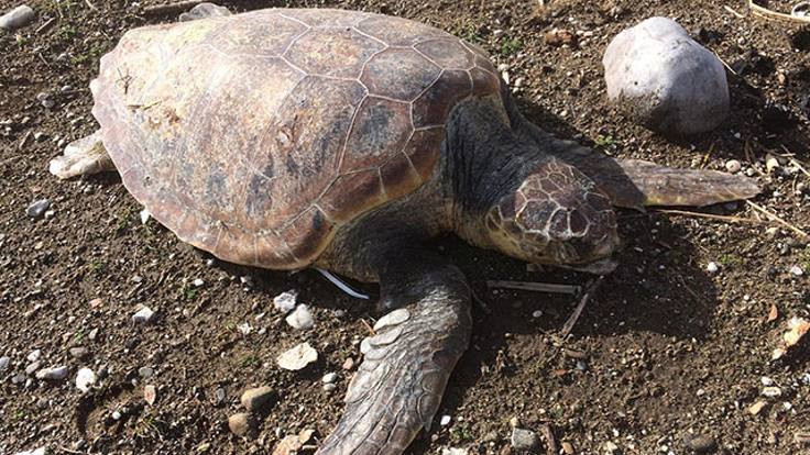 Datça sahilinde 2'si ölü, 3 caretta caretta bulundu