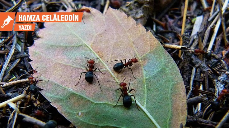 Hiç karınca ezmediğimizden nasıl emin olabiliriz?