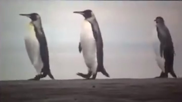 SAADET penguenleri: Bay bay hepiniz...