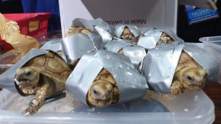 Koli bandına sarılı 1500 kaplumbağa bulundu
