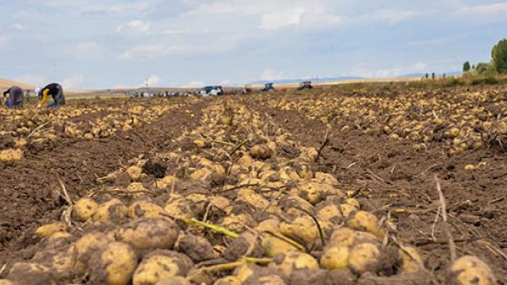 200 bin ton patates ithal ediliyor