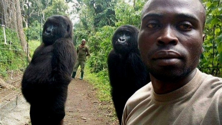 İnsanları taklit eden goriller selfie çektirdi