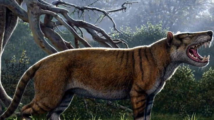 Afrika'nın en büyük aslanı 'Simbakubwa' keşfedildi