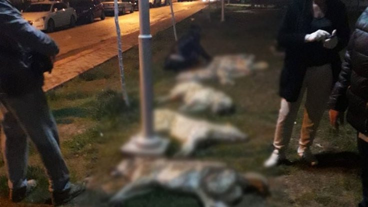 Ankara'da köpekler katledildi