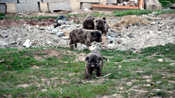 Foseptik çukuruna düşen 5 köpek yavrusu kurtarıldı