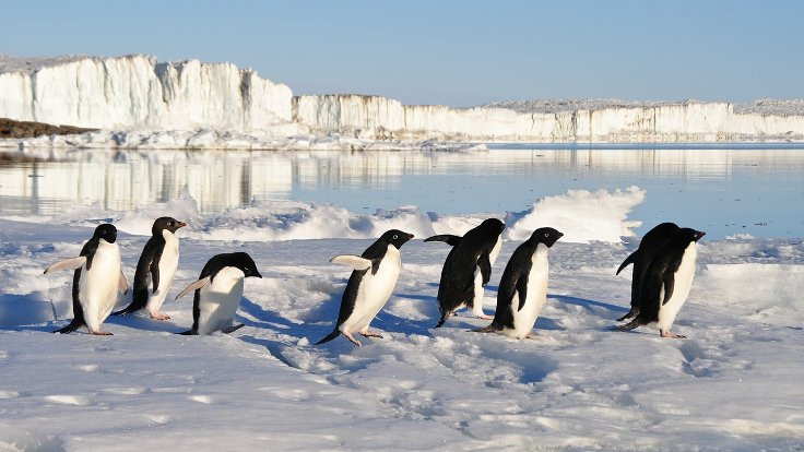 Binlerce yavru penguen boğularak öldü