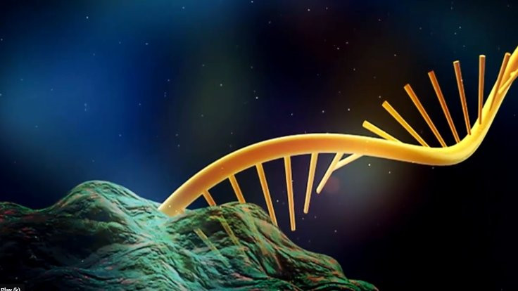 Gen düzenlemede yeni bir sorun: RNA’yı da değiştiriyor