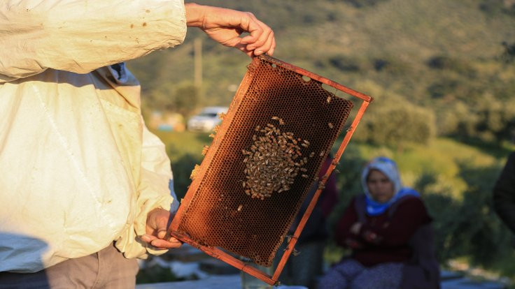 Muğla'da toplu arı ölümleri