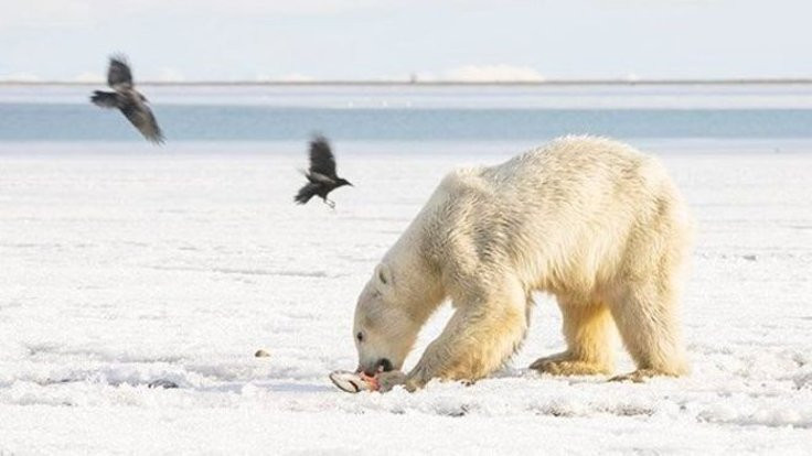 Küresel ısınma: Kutup ayısı Umka, buz kütlesi ile 700 kilometre sürüklendi