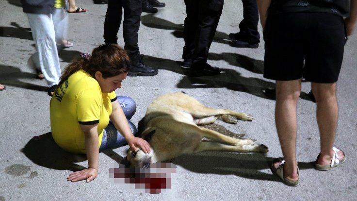 Ölen sokak köpeğinin başında gözyaşı döktü