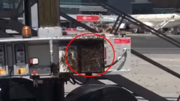 Oğul veren bal arıları İstanbul Havalimanı'nı bastı
