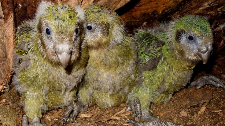 Kakapo papağanı beyin ameliyatı oldu