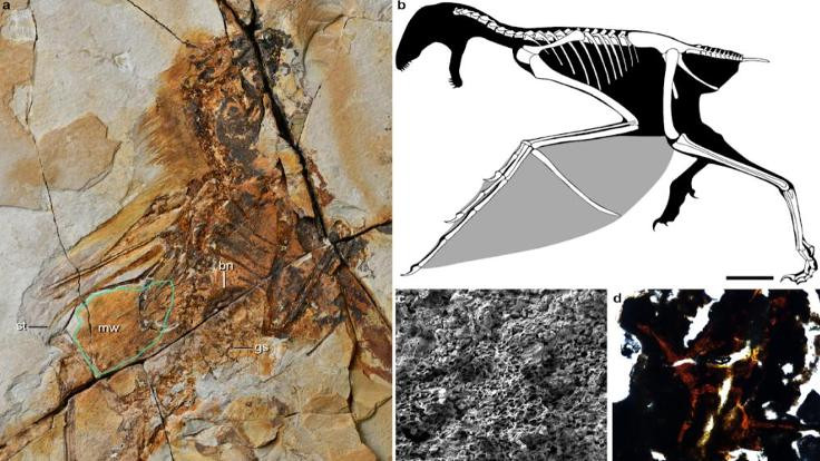 Yarasa kanatlı yeni bir dinozor türü keşfedildi