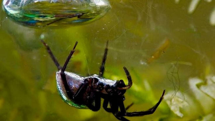 Dalgıç örümcekler, güvenli bir endüstri için ilham veriyor