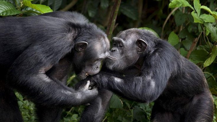 Şempanzeler de dans etmeyi seviyor!
