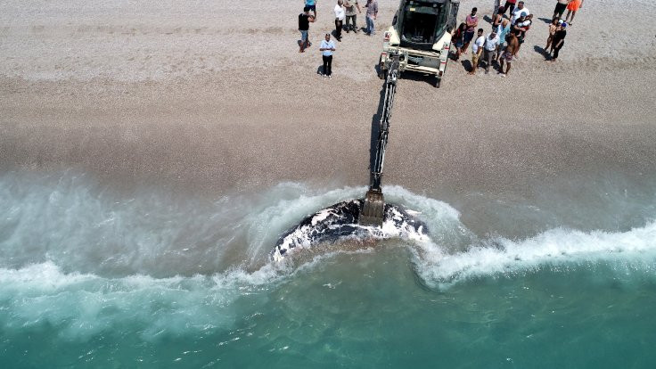 Muğla'da 3 metrelik ölü balina kıyıya vurdu