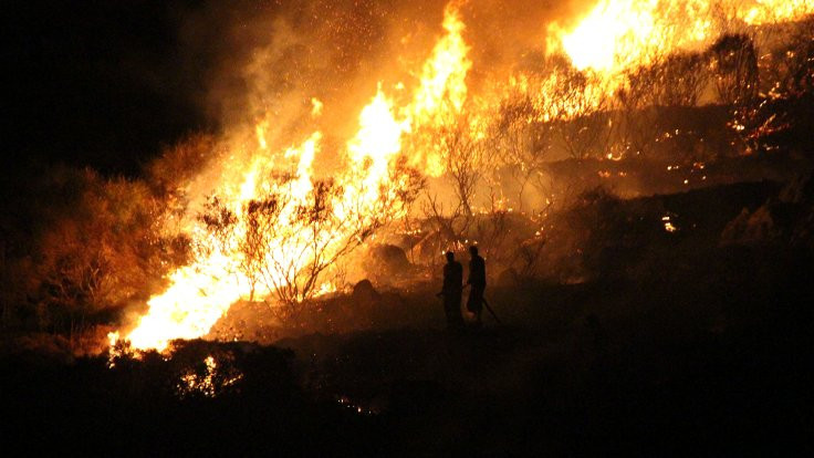 Bodrum'da makilik alanda yangın