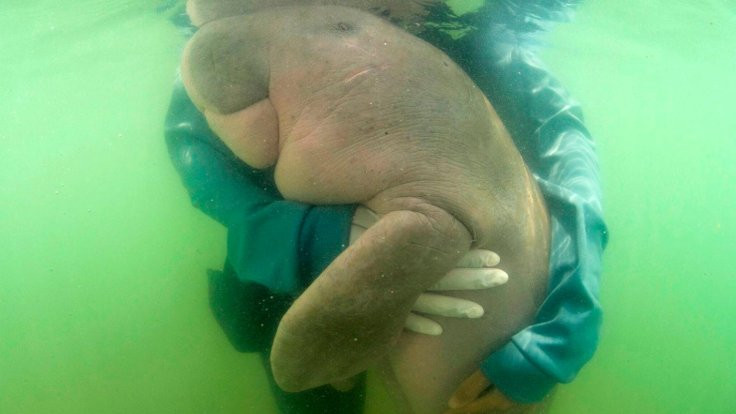 İnsana sarılan yavru dugong Marium!