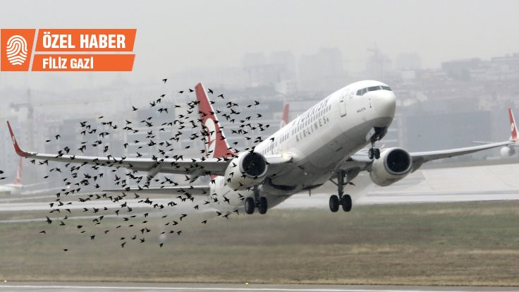 'Kuşlar uçağa değil uçaklar kuşa çarpar'