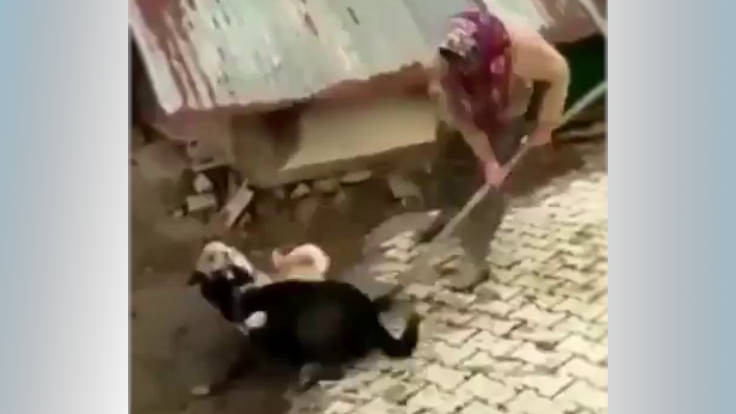 Köpekleri kürekle döven kadına soruşturma başlatıldı