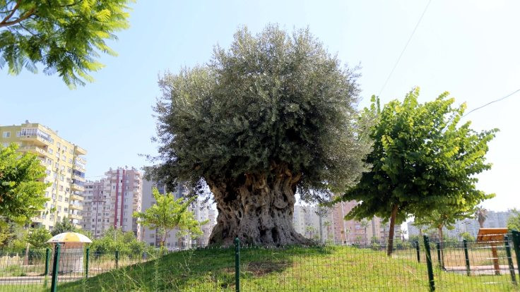 Bin 500 yıllık zeytin ağacı meyve verdi