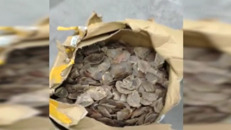 İstanbul'da 1 ton pangolin pulu bulundu