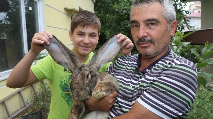 1 yaşındaki 12 kiloluk tavşan ilgi odağı oldu - Sayfa 2