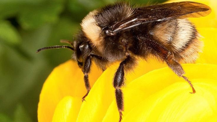 Brezilya'da arı ölümleri