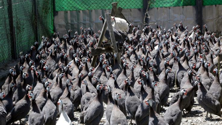 Yozgat'ta 'kenesavar' tavuklar yetiştiriliyor