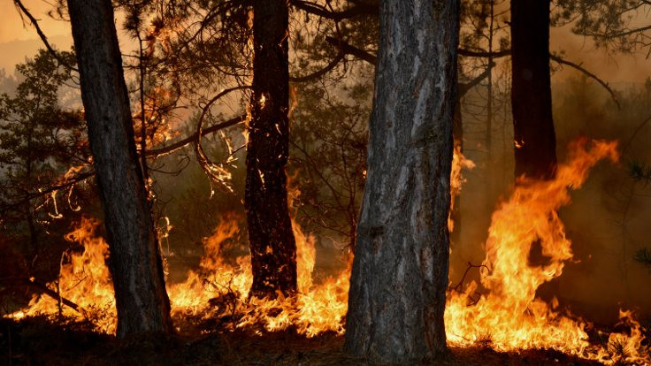 Eskişehir'de çıkan orman yangını kontrol altına alındı