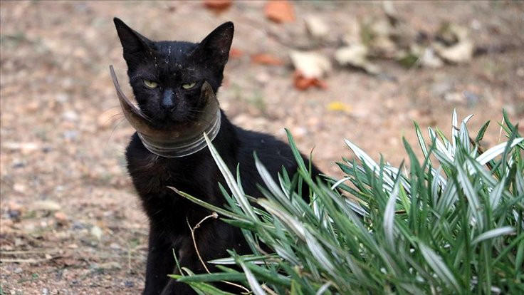Kurtarılmaya çalışılan 'inatçı' kedi yakalandı