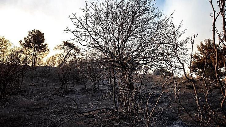 İzmir'de Karşıyaka büyüklüğünde orman yandı