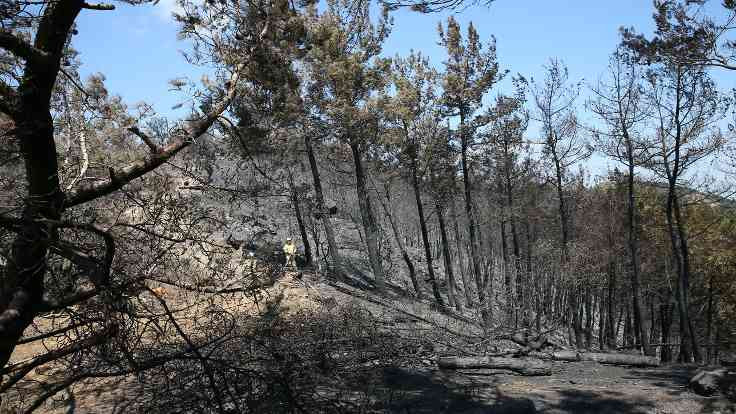 Soyer: Karabağlar'da 500 değil 5000 hektar orman yandı