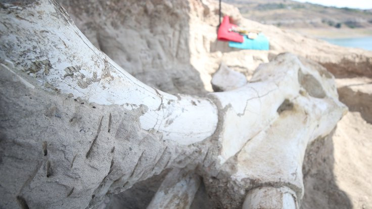 Kayseri'de tek parça mamut fosili bulundu - Sayfa 3
