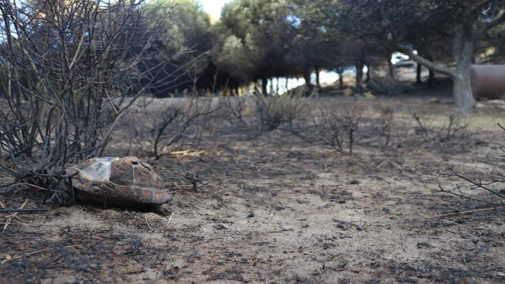 Marmara Adası'ndaki yangının bilançosu açıklandı: 80 hektar kül oldu!