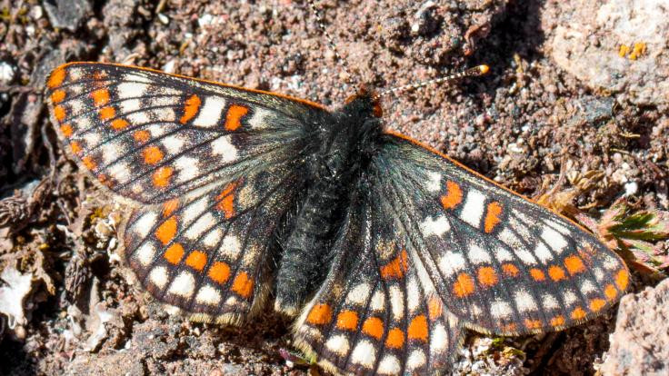 12 bin yıllık kelebek türü Ağrı Dağı'nda görüntülendi - Sayfa 1
