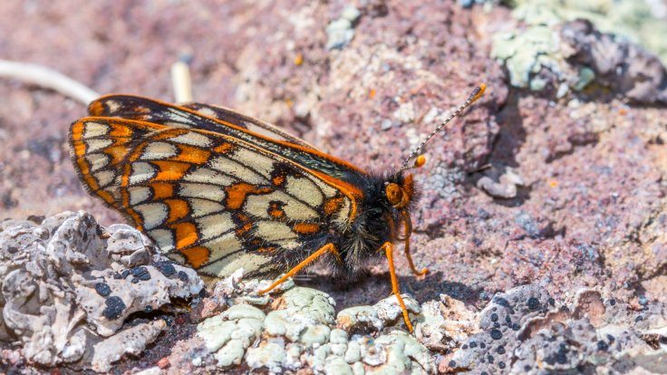 12 bin yıllık kelebek türü Ağrı Dağı'nda görüntülendi - Sayfa 3