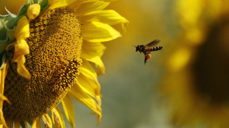 Tarım ilaçları arıları öldürüyor