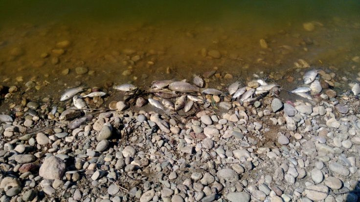 Atatürk Barajı kıyısındaki toplu balık ölümleri araştırılıyor