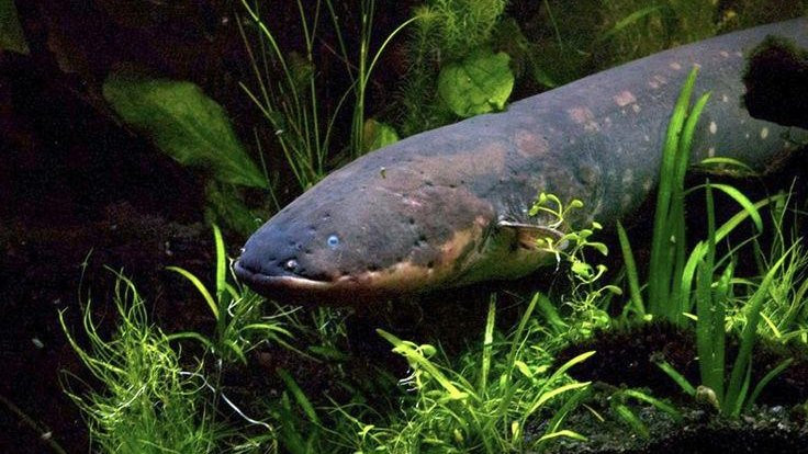 Amazon'da yeni elektrikli yılan balığı türleri bulundu